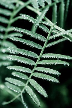 Dewdrops on leaves by Jan Eltink