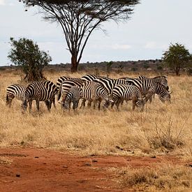 Zebras von Robbert Strengholt