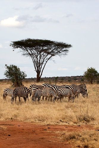 Zebra's van Robbert Strengholt