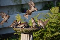 Sparrow flight