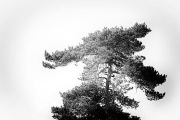 Baum in Schwarz und Weiß von Steven Dijkshoorn