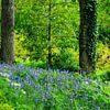 Tuin met bloeiende blauwe hyacinten van Hilda Weges