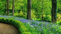 Jardin avec des jacinthes bleues en fleur sur Hilda Weges Aperçu