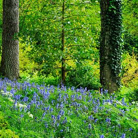 Tuin met bloeiende blauwe hyacinten van Hilda Weges