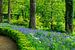 Garten mit blühenden blauen Hyazinthen von Hilda Weges
