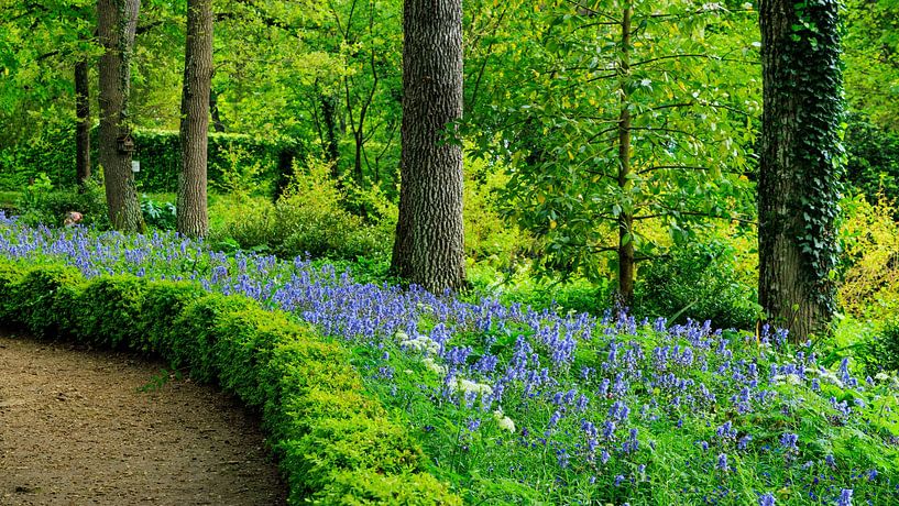 Jardin avec des jacinthes bleues en fleur sur Hilda Weges