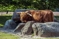 Schottischer Highlander bewacht Dolmen von Andre Brasse Photography Miniaturansicht