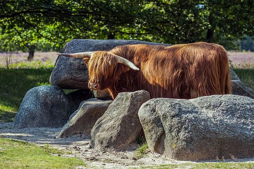Schottischer Highlander bewacht Dolmen