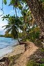 Tropisch pad met palmbomen langs de zee in Panama van Marlo Brochard thumbnail