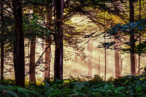 Breda Liesbos in de mist