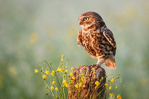 Little owl sur Pim Leijen