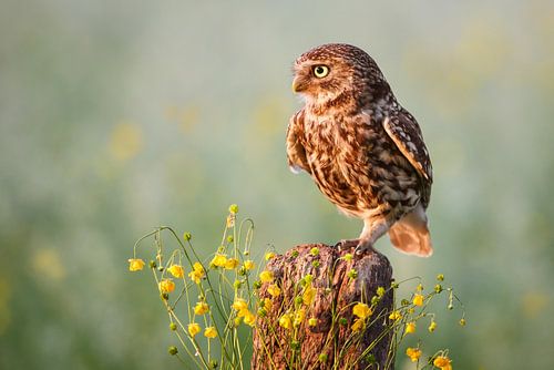 Little owl