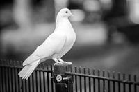 Witte duif