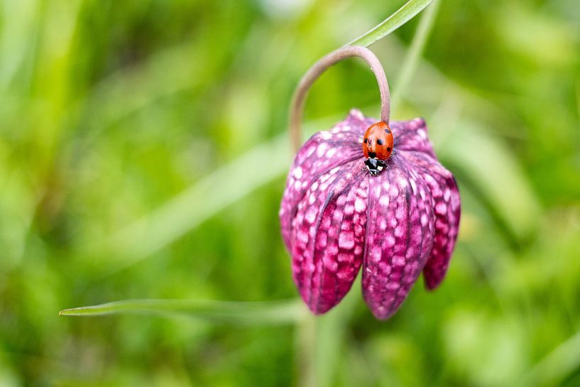 Lapwing flower with ladybug by Janneke Snellink