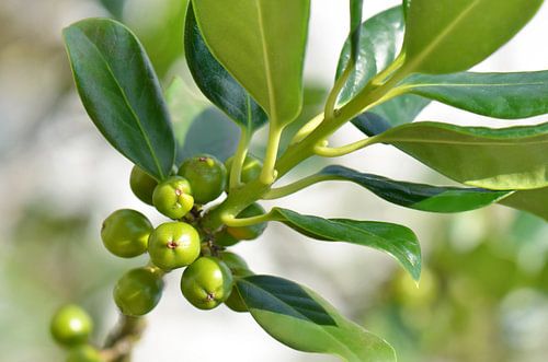 Groene bladeren