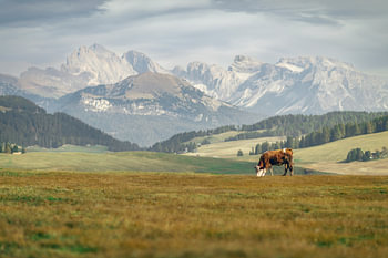 Vache paissant sur un alpage devant un majestueux panorama montagneux