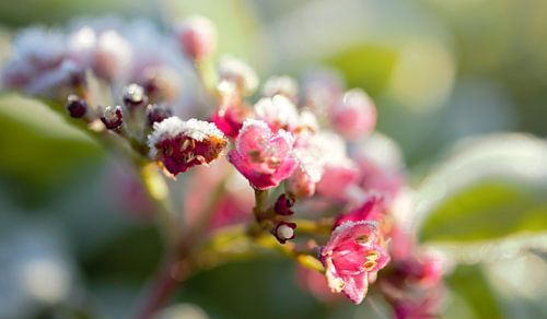 Bloem na nachtvorst, Flower in December