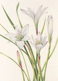 Atamasco Lily From North American Wildflowers (1925) By Mary Vaux Walcott by Pictufy