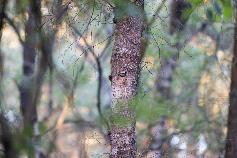Great spotted woodpecker in the woods Lh1A6077 by Marianne Klok