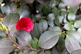 The first flowers in the Emsland garden