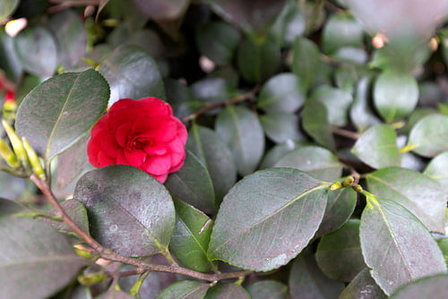 De eerste bloemen in de Emsland-tuin.