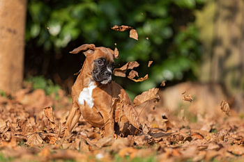 Herfst boxer puppy