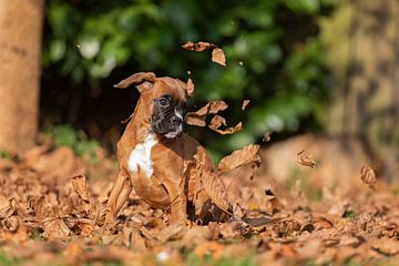 Herfst boxer puppy van gea strucks