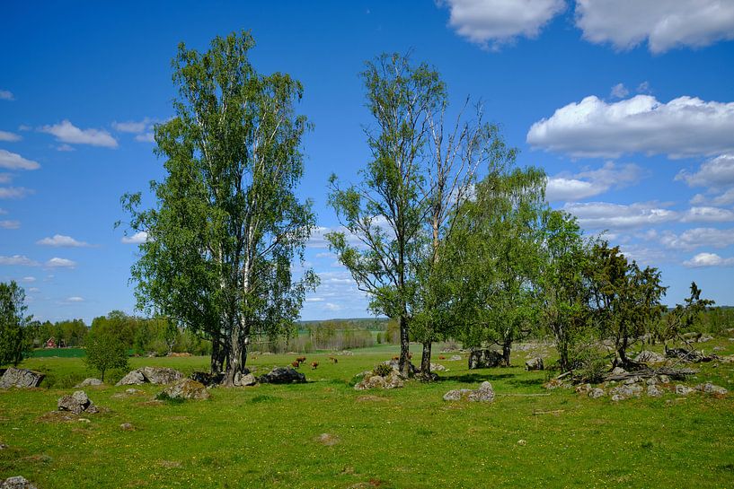 Swedish landscape 154 by Geertjan Plooijer