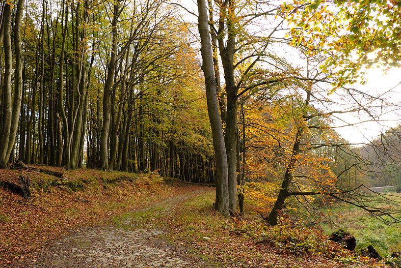 In the National Park by Ostsee Bilder