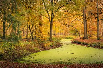 Herfst in een Nederlands bos van Ruud Morijn