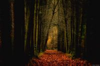 Dark Forect
