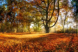 Herbst Wald