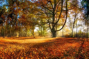 Herfstbos van Voss fotografie