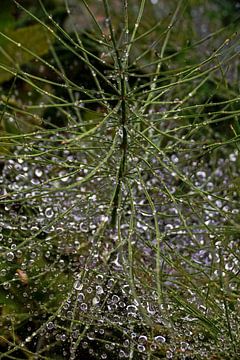 Water druppels op spinnenweb - paardenstaart