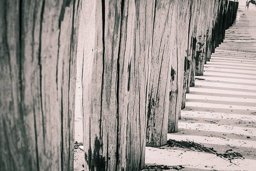 Timber groynes on the beach  at the north sea, Holland