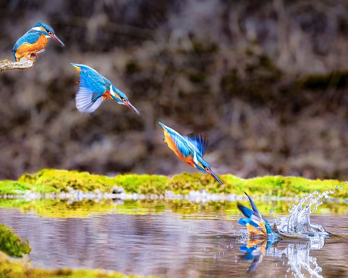 IJsvogel in een duikvlucht