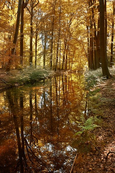 Reflection in the forest by Cor de Hamer