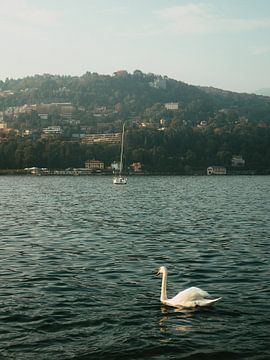 Der romantische Schwan am Comer See | Reisefotografie Druck von Ezme Hetharia