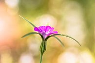 Flowerful von William Mevissen Miniaturansicht
