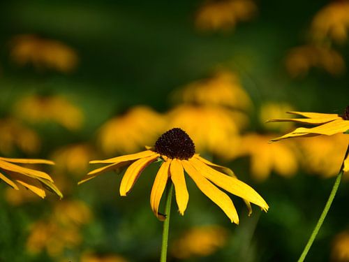 Sonnenvergoldete Sonnenhut-Pracht im Grünen
