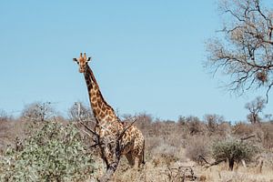 Giraffe in der Ebene || Kruger National Park, Südafrika von Suzanne Spijkers