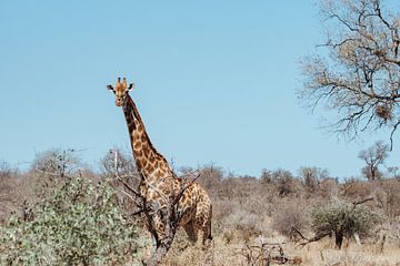 Girafe dans la plaine || Parc national Kruger, Afrique du Sud sur Suzanne Spijkers