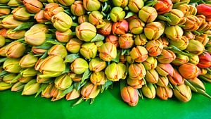 Stapel von Tulpen