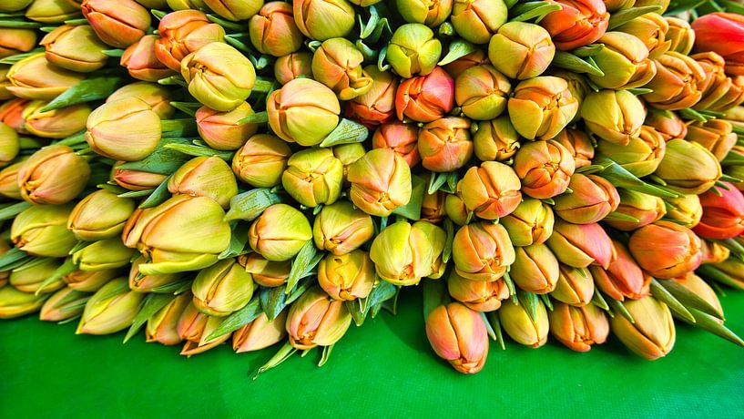 Pile de tulipes par Harry Hadders Design