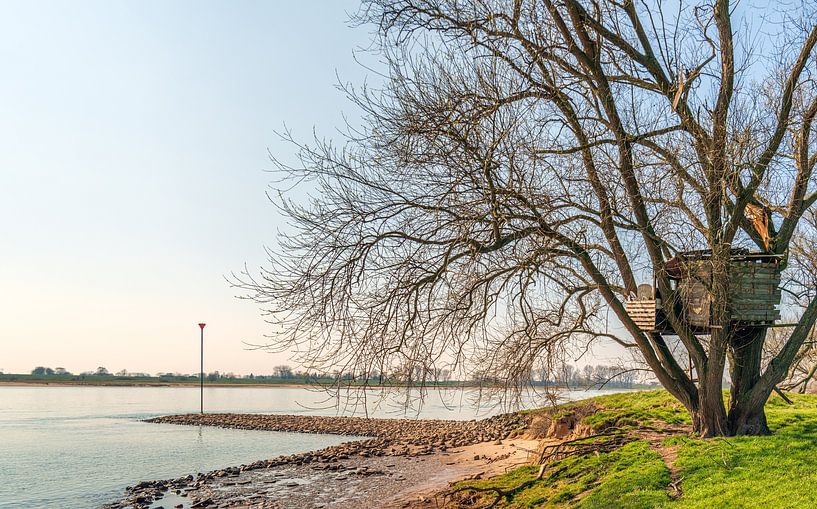 Houten hut gebouwd in een kale boom van Ruud Morijn