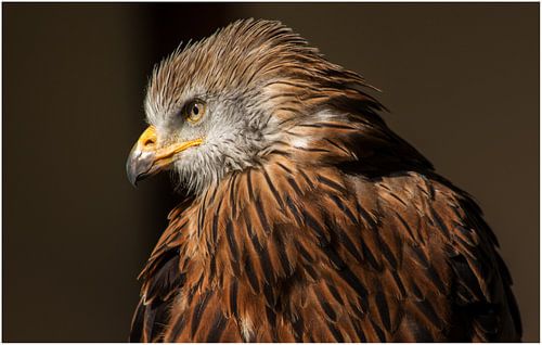 Buse aigle / buse à pattes