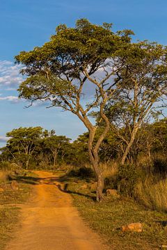 Safari track van Peter Leenen