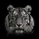dramatic black and white portrait photo rendering of a tiger's head looking straight into the camera by Margriet Hulsker thumbnail