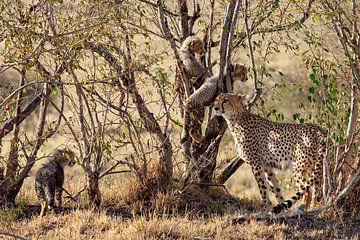 Cheetah klimmer van Peter Michel