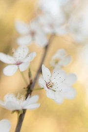 Fleur blanche sur fond jaune sur Bianca de Haan